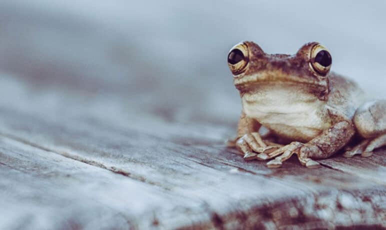 Eat-that-frog-en-voorkom-uitstelgedrag