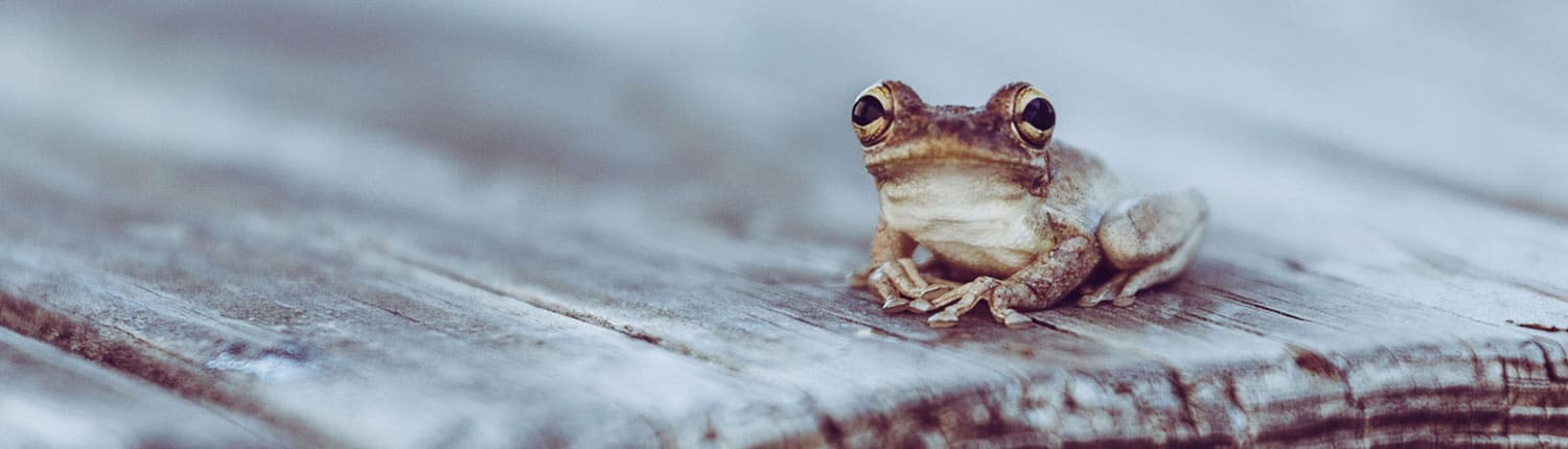 Eat-that-frog-en-voorkom-uitstelgedrag