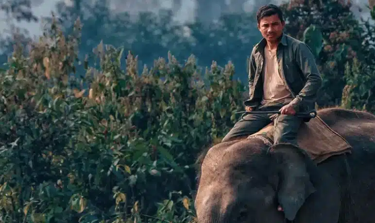 man zit op olifant