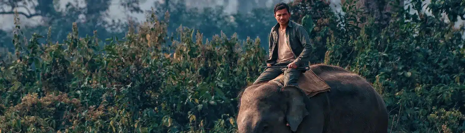 man zit op olifant