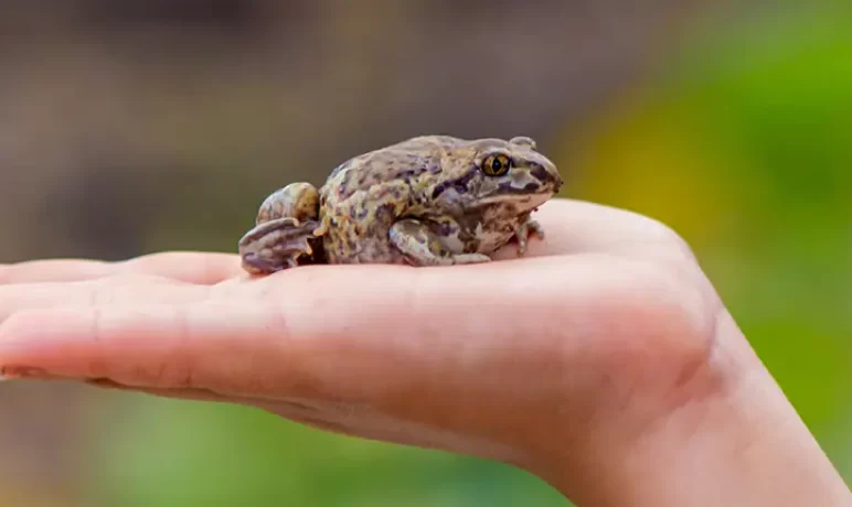 eat that frog