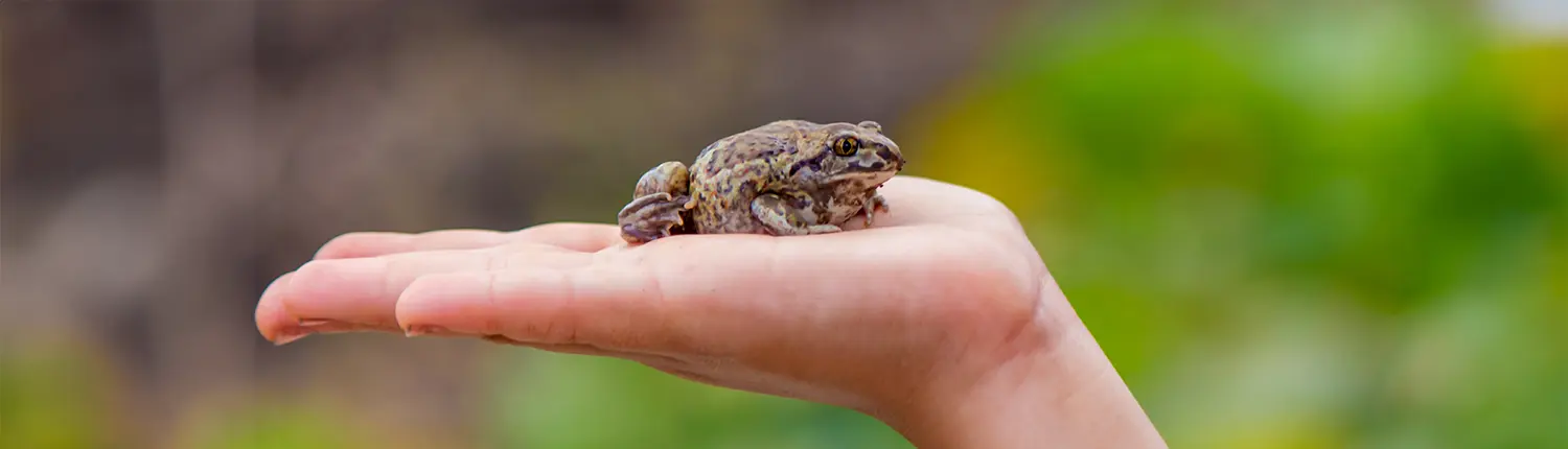 eat that frog
